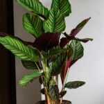 calathea vitata