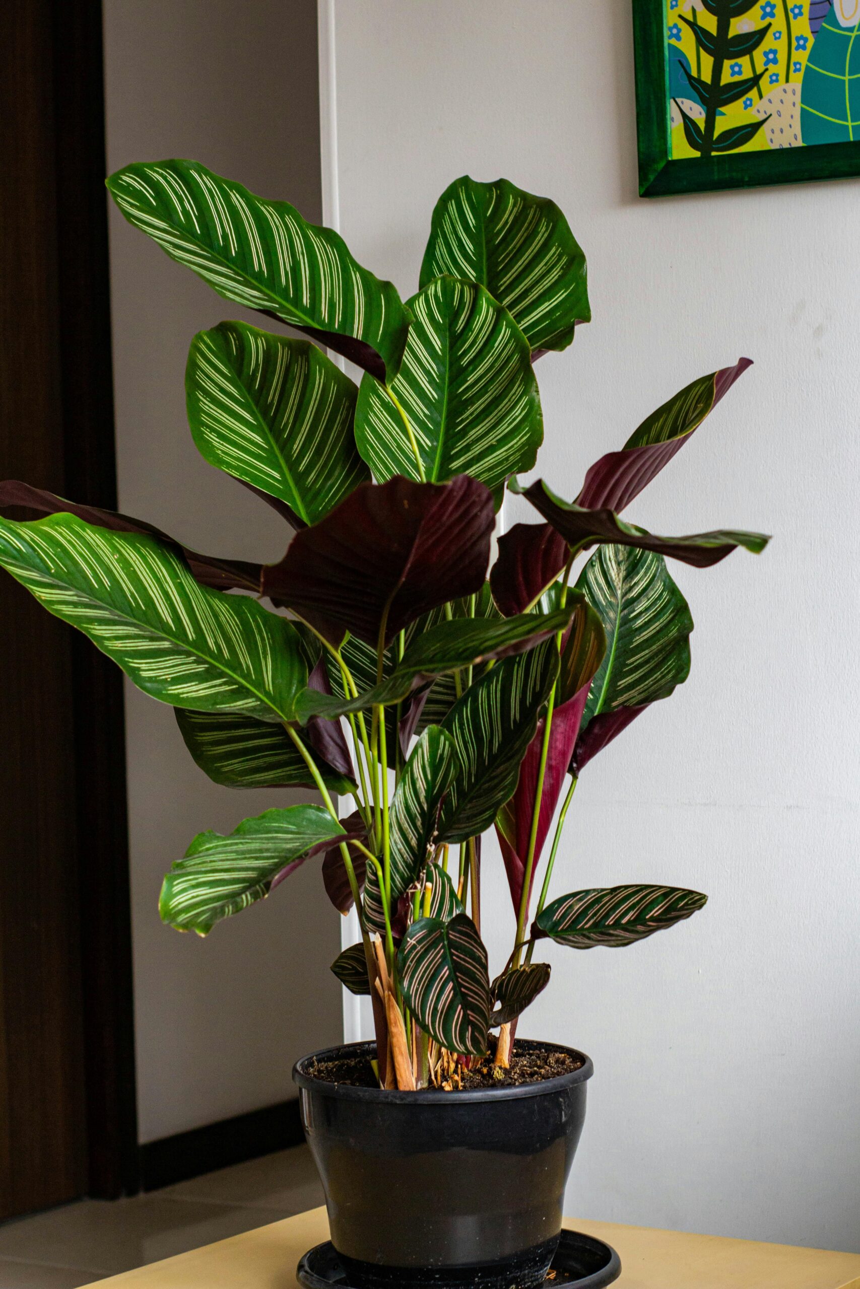 de calathea vittata, een mooie kamerplant