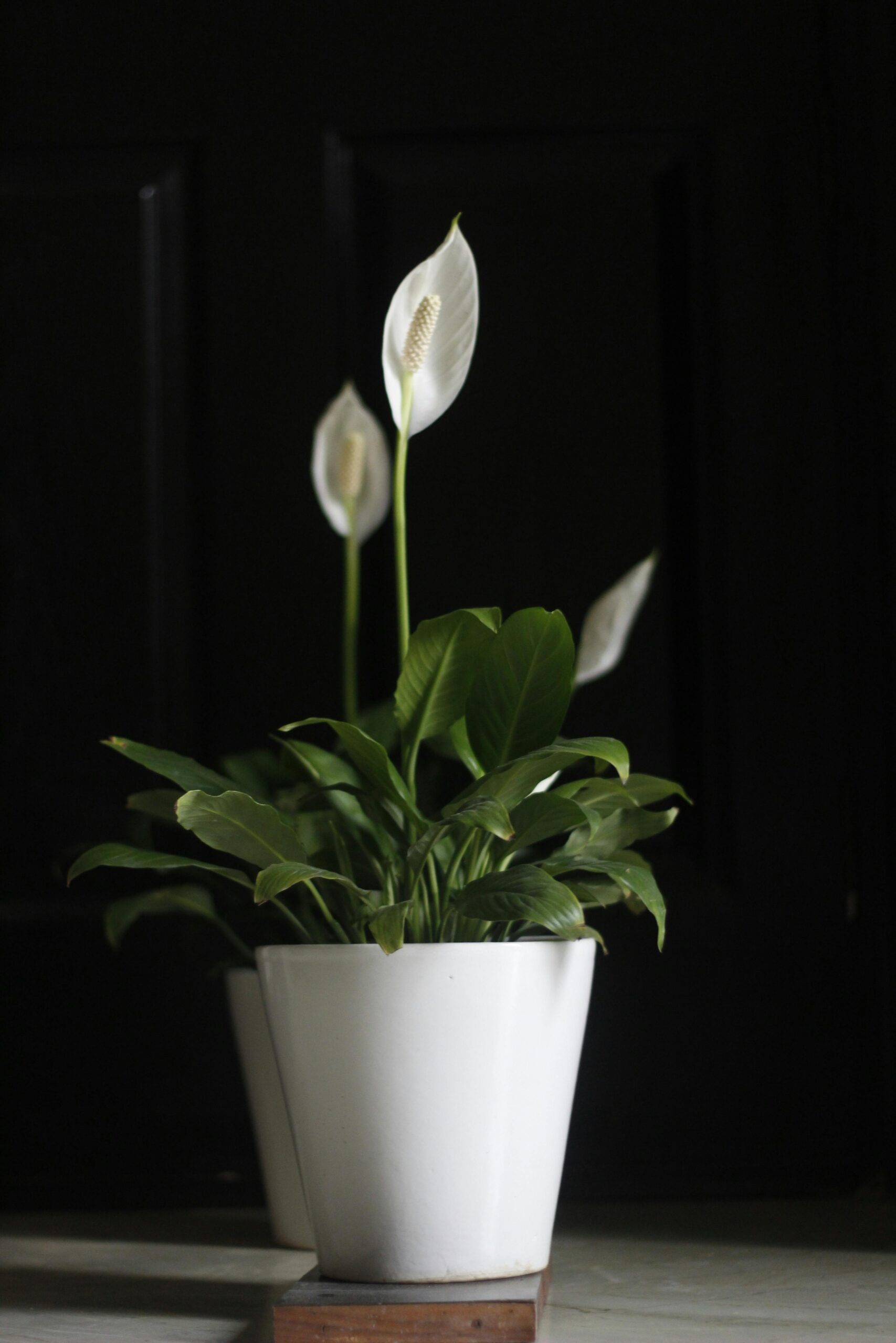 de Peace Lily