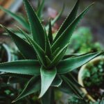 aloe vera