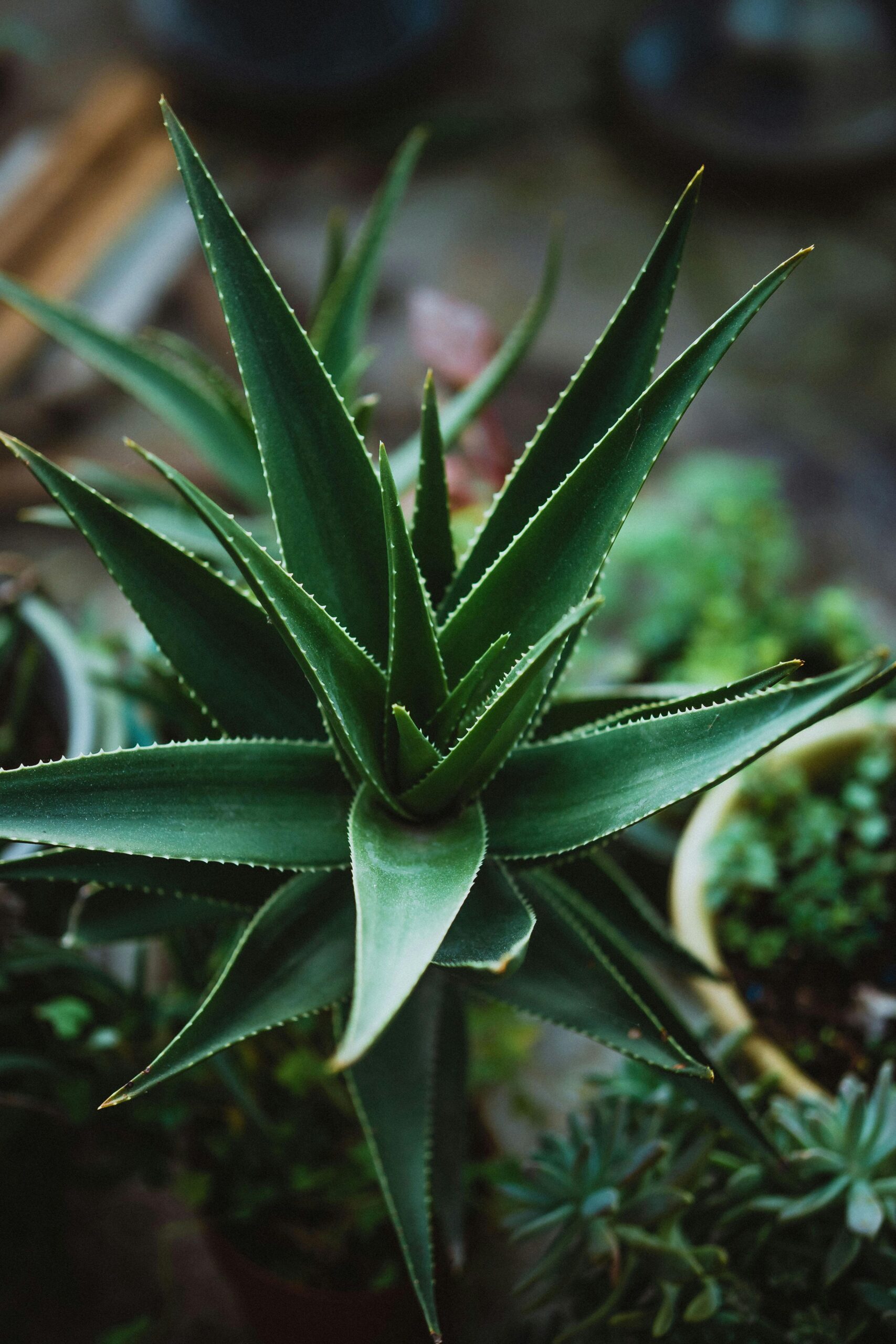 aloe vera – natuurlijke medicijnen