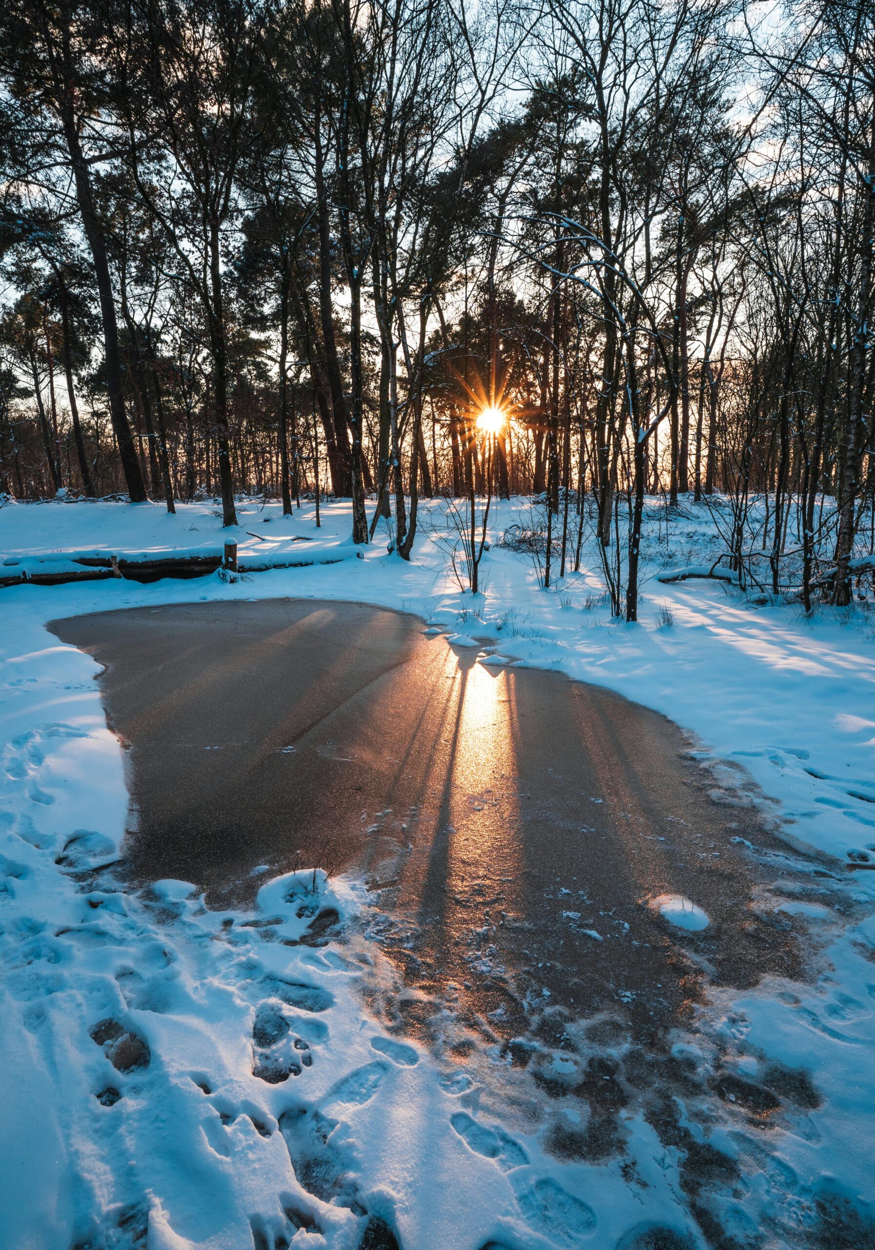 Wat betekent winterhard en waarom gaat het in de praktijk toch vaak mis?